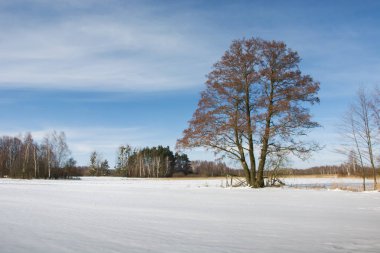 Karlı bir çayır üzerinde büyük bir ağaç