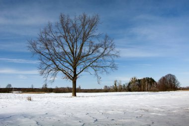 Kışın büyük bir yalnız ağaç
