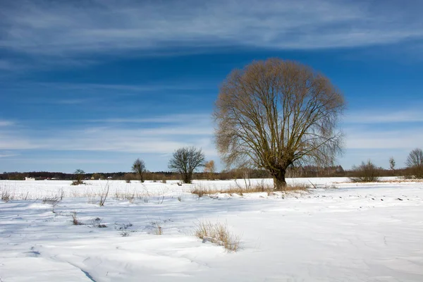 Samotne Drzewo Zimą — Zdjęcie stockowe