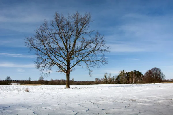 Kışın büyük bir yalnız ağaç