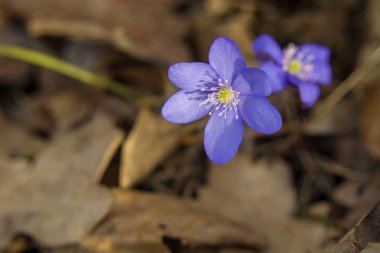 Yosunları mavi çiçek - portre