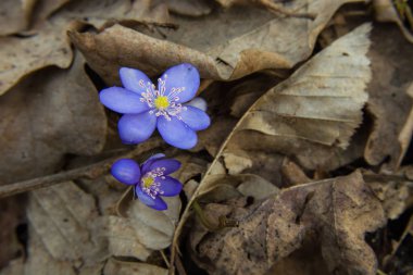 mantarı, mavi çiçekler