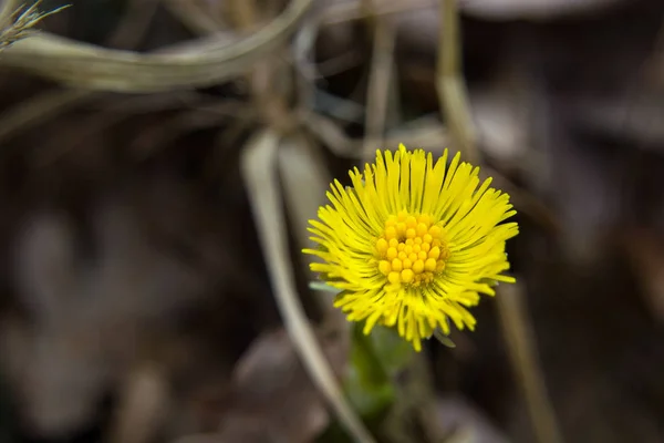 Flor Amarela Coltsfoot Close — Fotografia de Stock