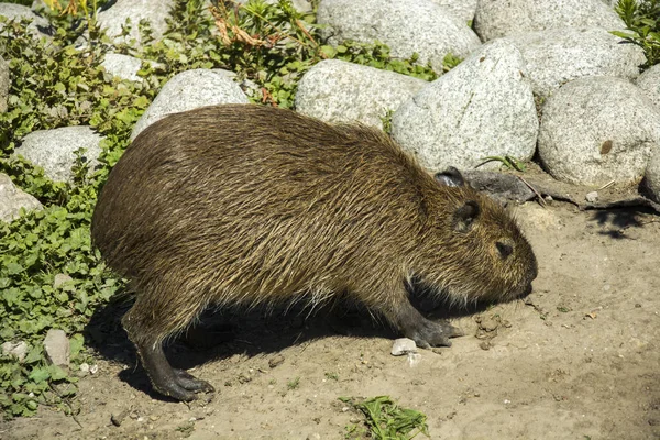 Junge Wasserschweine Auf Nahrungssuche — Stockfoto