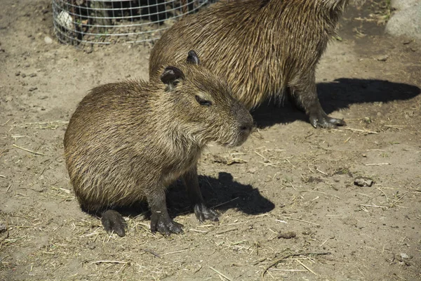 Junge Wasserschweine Sitzen Auf Dem Boden — Stockfoto