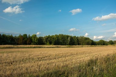 Anız önünde orman ve bulutların üstünde mavi gökyüzü - görüntülemek güneşli bir günde