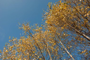 Huş ağaçlarıyla sarı yapraklar ve mavi gökyüzü - sonbahar arka plan