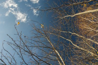Mayo ve yapraklarda mavi gökyüzünde bir arka plan olmadan ağaçlarının dalları