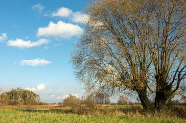 Huge willow tree with dry leaves growing on a meadow and white clouds on blue sky