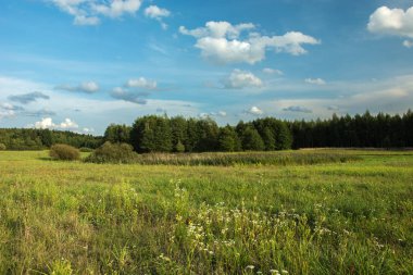 Yeşil orman ve bulutların üstünde mavi gökyüzü - yaz görünümü önünde vahşi çayır