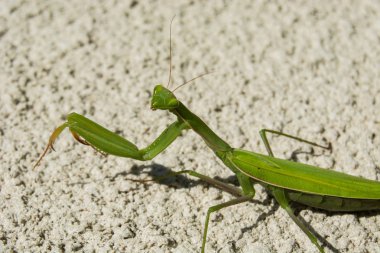 Bir kadın yeşil mantis yerde bir yaz güneşli bir günde objektif bakarak - bir portre