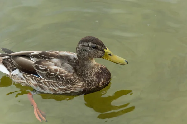 Female brown mallard duck floating in water - closeup