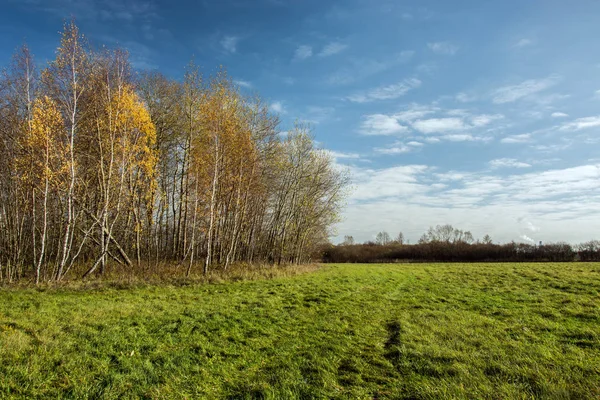 Yeşil çayır, huş ağaçları ve beyaz bulutların üzerinde mavi gökyüzü - sonbahar güneşli görünümü