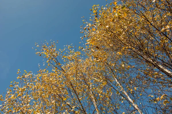 Huş ağaçlarıyla sarı yapraklar ve mavi gökyüzü - sonbahar arka plan