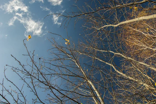 Mayo ve yapraklarda mavi gökyüzünde bir arka plan olmadan ağaçlarının dalları