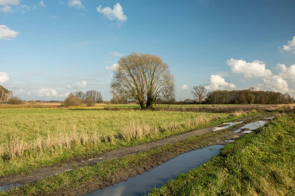 Puddles on a dirt road through a meadow, willow tree without leaves and white clouds on a blue sky