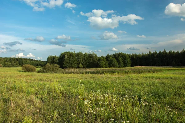 Yeşil orman ve bulutların üstünde mavi gökyüzü - yaz görünümü önünde vahşi çayır