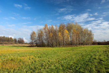 Büyük yeşil çayır, çalılık ve beyaz bulutların üzerinde mavi gökyüzü - sonbahar görünümü