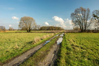 Bir çayır, ağaçların yaprakları ve beyaz bulutların üstünde mavi bir gökyüzü olmadan bir toprak yolda su birikintileri
