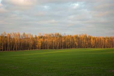 Büyük bir çayır, sonbahar orman ve bulutlar gökyüzünde