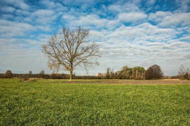 Meşe ağacı yaprakları yeşil çayır ve mavi gökyüzü üzerinde beyaz bulutlar büyüyen olmadan