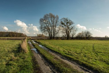 Çayırlar ve alanları, ağaçların yaprakları ve beyaz bulutların üstünde mavi bir gökyüzü olmadan bir toprak yolda su birikintileri