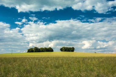 Group of trees on a golden rape field, horizon and white clouds on a blue sky