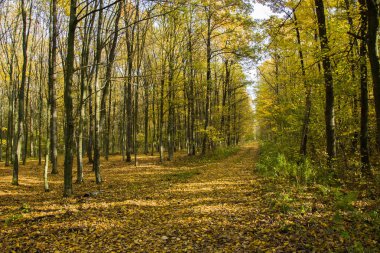 Yolu ormana düşmüş yaprakları ile güneşli bir sonbahar gününde kaplı.