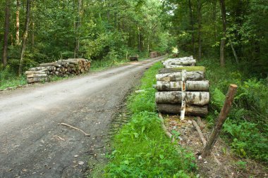 Ormanda ve kesilmiş ağaç günlükleri uzun yol