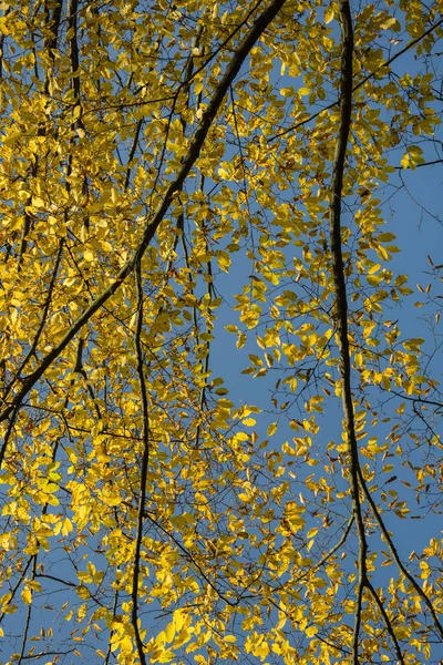Gałęzie Żółtymi Liśćmi Tle Błękitnego Nieba — Zdjęcie stockowe