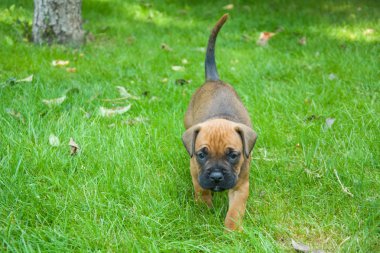 Yeşil çim yürüyen kahverengi boxer köpek yavrusu