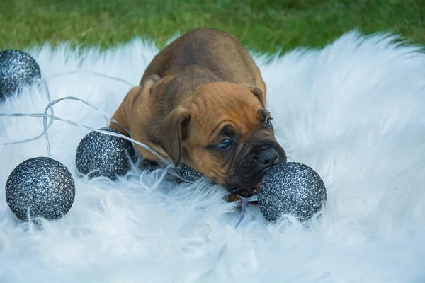 Small brown puppy biting a silver ball