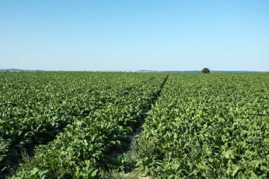 Büyük bir alan, pancar, ufuk ve bulutsuz gökyüzü - kırsal görünümü ile teknolojik yolu