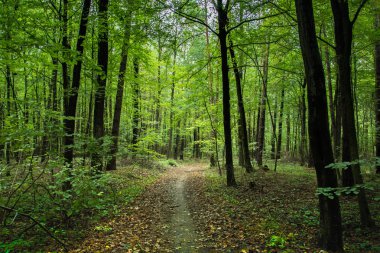 Path through a green deciduous forest and fallen leaves
