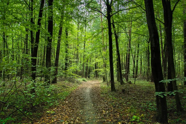 Chemin Travers Une Forêt Caduque Verte Des Feuilles Tombées — Photo
