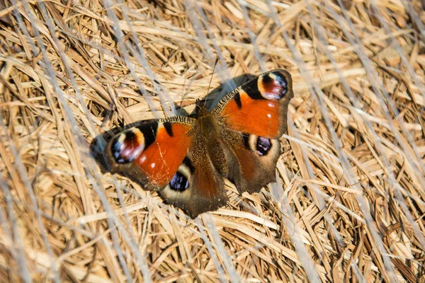 Ευρωπαϊκό Peacock Πεταλούδα Κάθεται Ένα Δεμάτι Σανό Κινηματογράφηση Πρώτο Πλάνο — Φωτογραφία Αρχείου