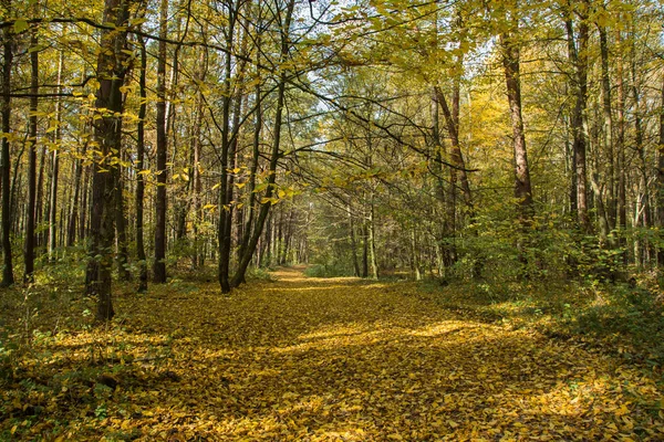 Allée Dans Une Forêt Automne Feuilles Jaunes Tombées Par Une — Photo