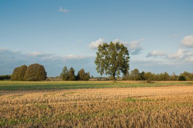 Mowed alan, büyük meşe ağacı, diğer ağaçlar ufuk ve mavi gökyüzünde bulutlar