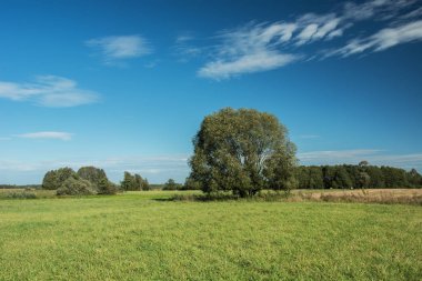 Yeşil çayır, orman ve mavi gökyüzü üzerinde beyaz bulutlar büyük söğüt ağacı