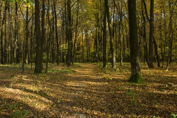 Allée Travers Une Forêt Automne Par Une Journée Ensoleillée — Photo