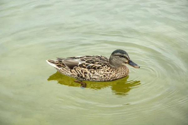 Pato Mallard Hembra Flotando Agua Cerca —  Fotos de Stock