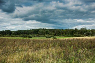 Dry grass in a wild meadow, green forest and dark rainy clouds