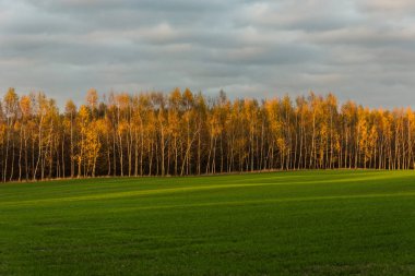 Yeşil alan, sonbahar turuncu huş ağacı orman ve gri bulutlar gökyüzünde.