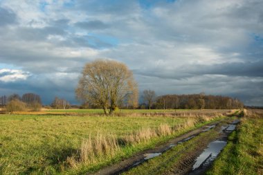 Alanlar, söğüt ağacının yaprakları ve mesafe, ormanda yağmurlu bulutlar gökyüzü üzerinde olmadan toprak yolda su birikintileri