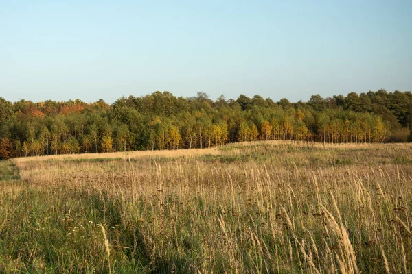 Hohes Gras Auf Der Wiese Herbstlicher Wald Und Klarer Himmel — Stockfoto