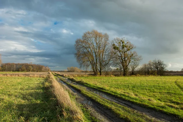 Traces of wheels and puddles on a dirt road through a green meadow, large trees without leaves and rainy clouds in the sky