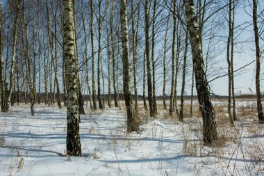 Kışın huş ağaçları