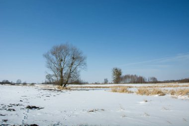 Kışın tek bir ağaç