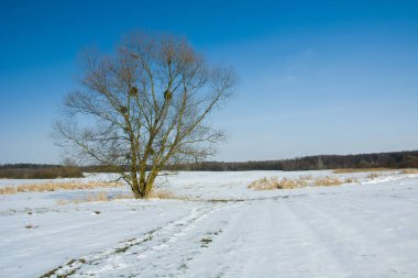 Kışın tek büyük ağaç