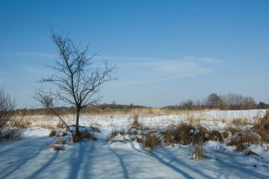 Genç ağaç ve kışın vahşi çayır